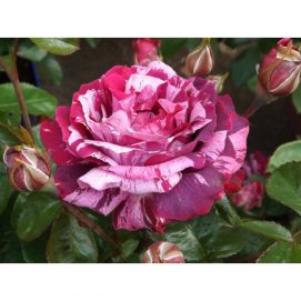 rosier Pierre de Ronsard rosier grimpant Pierre de Ronsard rosier Pierre de Ronsard Meilland rosier romantique rosier grimpant parfumé (secondaire) rosier de jardin