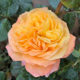rosier Pierre de Ronsard rosier grimpant Pierre de Ronsard rosier Pierre de Ronsard Meilland rosier romantique rosier grimpant parfumé (secondaire) rosier de jardin