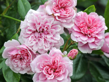 Roses roses Petit Bonheur GPT