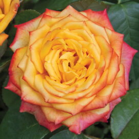 rosier Pierre de Ronsard rosier grimpant Pierre de Ronsard rosier Pierre de Ronsard Meilland rosier romantique rosier grimpant parfumé (secondaire) rosier de jardin