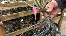 rosier en racines nues tenues par une main