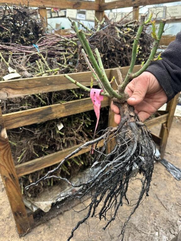 rosier en racines nues tenues par une main