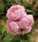 rosier grimpant à petites fleurs roses tendre parfumées