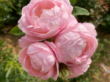 rosier grimpant à petites fleurs roses tendre parfumées