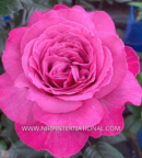 rosier eudora grosse fleurs rose très parfumé