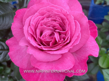 rosier eudora grosse fleurs rose très parfumé
