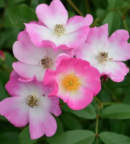 rosier ancien baelerrina à petite fleurs roses