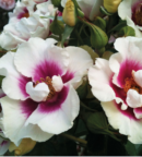 rosier see you persica a coeur violet et pourtour blanc