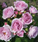 rosier buisson a petites fleurs roses violacées, appelé Nautica