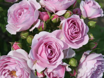 rosier buisson a petites fleurs roses violacées, appelé Nautica