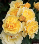 rosier grimpant à petites fleurs jaune