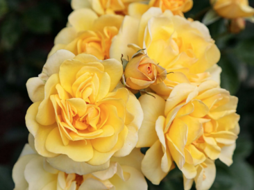 rosier grimpant à petites fleurs jaune
