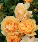 rosier anisade à fleurs groupées parfum d'anis