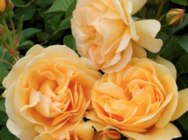 rosier anisade à fleurs groupées parfum d'anis