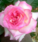 rose bicolore rose et blanche très parfumé