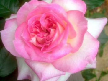 rose bicolore rose et blanche très parfumé