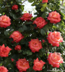 Découvrez le rosier Christophe Colomb grimpant : floraison abondante, entretien facile et résistance. Idéal pour treillis et pergolas dans votre jardin fleuri.