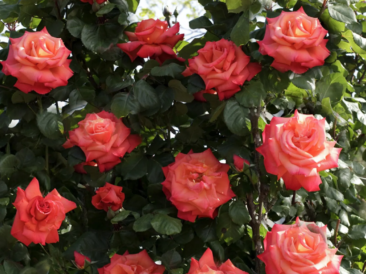 Découvrez le rosier Christophe Colomb grimpant : floraison abondante, entretien facile et résistance. Idéal pour treillis et pergolas dans votre jardin fleuri.