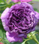 Découvrez le rosier Minerva : floraison abondante, parfum délicat et couleur violet pourpre. Idéal pour massif, bordure et jardin fleuri.