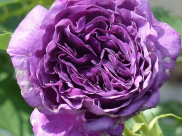 Découvrez le rosier Minerva : floraison abondante, parfum délicat et couleur violet pourpre. Idéal pour massif, bordure et jardin fleuri.