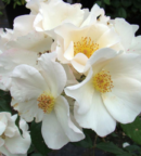 Rosier Sally Holmes – Rosier buisson florifère et élégant