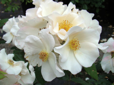 Rosier Sally Holmes – Rosier buisson florifère et élégant