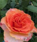 le rosier Suzanne Valadon est un rosier buisson a grandes fleurs oranges et parfumés