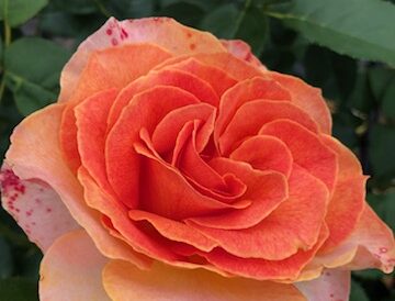le rosier Suzanne Valadon est un rosier buisson a grandes fleurs oranges et parfumés