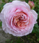 rosier abraham darby tres parfumé austin anglais