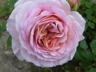 rosier abraham darby tres parfumé austin anglais