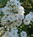 rosier grimpant blanc tres parfumé