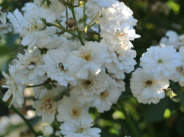 rosier grimpant blanc tres parfumé