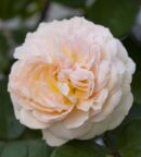 rose parfumé antoine de caunes