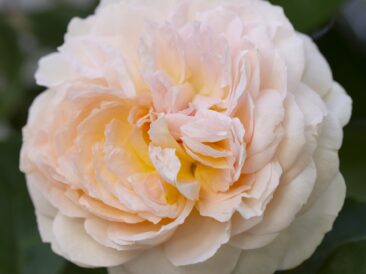 rose parfumé antoine de caunes
