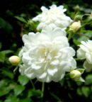 Rosier grimpant Banksiae Alba Plena Purezza couvert de petites fleurs blanches et d’un feuillage vert brillant.
