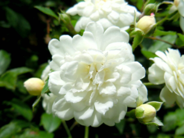 Rosier grimpant Banksiae Alba Plena Purezza couvert de petites fleurs blanches et d’un feuillage vert brillant.