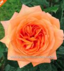 Rosier Pierre Bonte® aux grandes fleurs orange abricot très parfumées et au feuillage vert foncé brillant, résistant aux maladies.