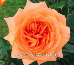 Rosier Pierre Bonte® aux grandes fleurs orange abricot très parfumées et au feuillage vert foncé brillant, résistant aux maladies.
