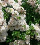 Rosier Fifi sur la Volière – Liane blanc, parfumé et remontant