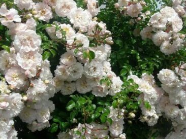 Rosier Fifi sur la Volière – Liane blanc, parfumé et remontant
