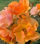 Rosier grimpant Happy Dance® Adaphyri aux fleurs jaune orangé cuivré en bouquets et au feuillage vert foncé