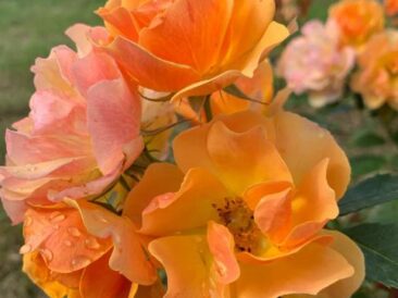 Rosier grimpant Happy Dance® Adaphyri aux fleurs jaune orangé cuivré en bouquets et au feuillage vert foncé