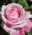 Marlis Renaissance · rosier Renaissance · rosier rose parfumé · rosier arbustif parfumé · rosier remontant · rosier rose remontant · rosier très parfumé · rosier romantique · rosier arbustif rose