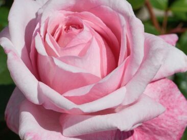 Marlis Renaissance · rosier Renaissance · rosier rose parfumé · rosier arbustif parfumé · rosier remontant · rosier rose remontant · rosier très parfumé · rosier romantique · rosier arbustif rose