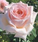 Rosier Miss Paris® Adaquesixel aux grandes fleurs doubles rose tendre, au cœur ivoire abricot et au parfum intense.
