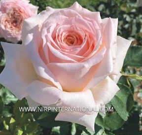 Rosier Miss Paris® Adaquesixel aux grandes fleurs doubles rose tendre, au cœur ivoire abricot et au parfum intense.