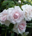 Découvrez le rosier New Dawn, un magnifique rosier grimpant aux grandes fleurs rose nacré. Vigoureux, légèrement parfumé et remontant jusqu'à l'automne.