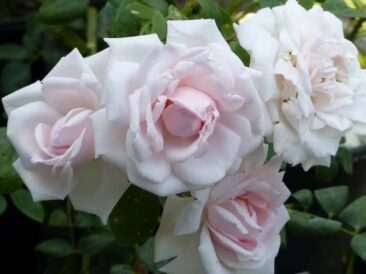 Découvrez le rosier New Dawn, un magnifique rosier grimpant aux grandes fleurs rose nacré. Vigoureux, légèrement parfumé et remontant jusqu'à l'automne.
