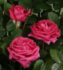 Rosier Parfum d’Edirose® aux grandes fleurs turbinées rouge pourpre et au feuillage vert foncé mat.