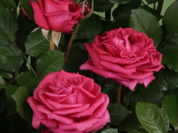 Rosier Parfum d’Edirose® aux grandes fleurs turbinées rouge pourpre et au feuillage vert foncé mat.